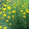 Coreopsis verticillata 'Zagreb', habit