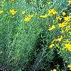Coreopsis verticillata 'Zagreb', habit