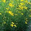Coreopsis verticillata 'Zagreb', habit