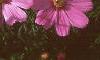 Cosmos bipinnatus, flowers