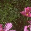 Cosmos bipinnatus, flowers