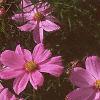 Cosmos bipinnatus, flowers