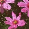 Cosmos bipinnatus, flowers