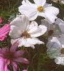 Cosmos bipinnatus, flowers