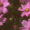 Cosmos bipinnatus, flowers