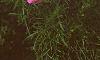 Cosmos bipinnatus, flowers