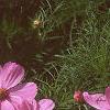 Cosmos bipinnatus, flowers