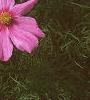 Cosmos bipinnatus, flowers