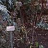 Cynara cardunculus, habit