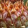 Cynara cardunculus, flowers