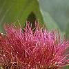 Cynara cardunculus, flowers