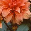 Dahlia 'Babylon Bronze', flowers