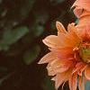 Dahlia 'Babylon Bronze', flowers
