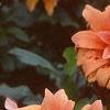 Dahlia 'Babylon Bronze', flowers