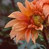 Dahlia 'Babylon Bronze', flowers