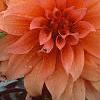 Dahlia 'Babylon Bronze', flowers