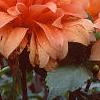 Dahlia 'Babylon Bronze', flowers
