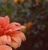 Dahlia 'Babylon Bronze', flowers