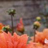 Dahlia 'Babylon Bronze', flowers