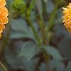 Dahlia 'Beatrice', flowers