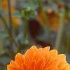 Dahlia 'Beatrice', flowers