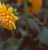Dahlia 'Beatrice', flowers