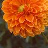 Dahlia 'Beatrice', flowers