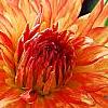 Dahlia 'Bed Head', flowers