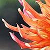 Dahlia 'Bed Head', flowers