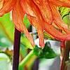 Dahlia 'Bed Head', flowers