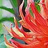 Dahlia 'Bed Head', flowers