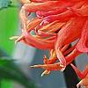 Dahlia 'Bed Head', flowers