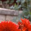 Dahlia 'Babylon Red', flowers