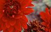Dahlia 'Babylon Red', flowers