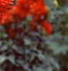 Dahlia 'Babylon Red', flowers