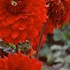 Dahlia 'Babylon Red', flowers