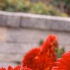 Dahlia 'Babylon Red', flowers
