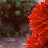 Dahlia 'Babylon Red', flowers