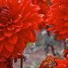 Dahlia 'Babylon Red', flowers