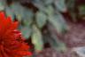 Dahlia 'Babylon Red', flowers
