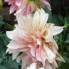 Dahlia 'Cafe au Lait', habit