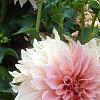 Dahlia 'Cafe au Lait', habit