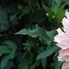 Dahlia 'Cafe au Lait', habit