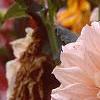 Dahlia 'Cafe au Lait', flowers