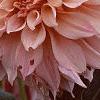 Dahlia 'Cafe au Lait', flowers