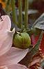 Dahlia 'Cafe au Lait', flowers