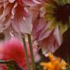Dahlia 'Cafe au Lait', flowers