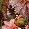 Dahlia 'Cafe au Lait', flowers