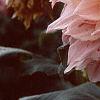 Dahlia 'Cafe au Lait', flowers