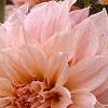 Dahlia 'Cafe au Lait', flowers